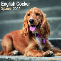 English Cocker 2025