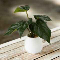 Alocasia In a Stoneware Pot