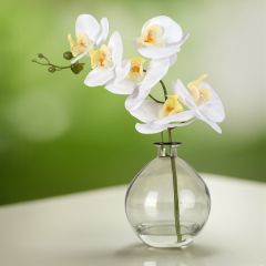 Orchid in Green Glass Vase